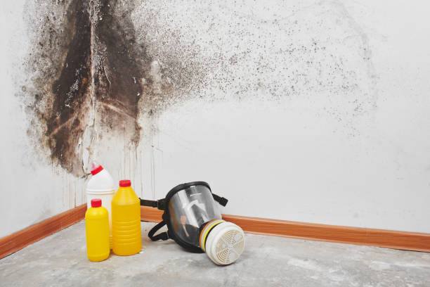 Best Home Mold Removal  in Zeeland, MI