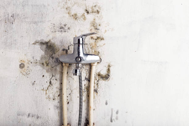 Office Mold Removal Services in Zeeland, MI