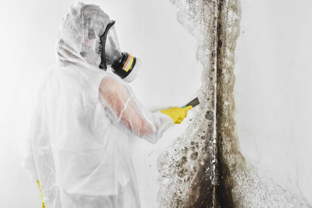 Best Mold Removal Near Me  in Zeeland, MI