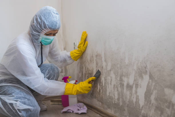 Best Mold Damage Repair  in Zeeland, MI