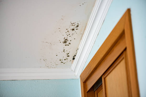 Best Office Mold Removal Services  in Zeeland, MI