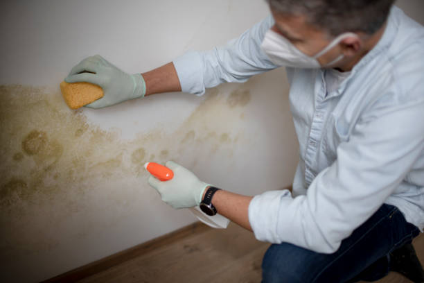 Best Best Mold Removal Companies  in Zeeland, MI