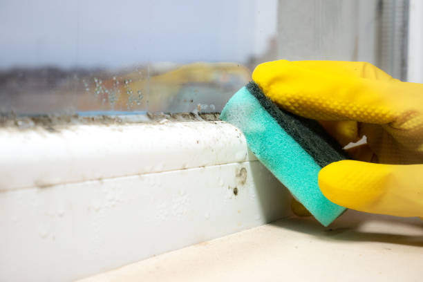 Best Professional Mold Removal  in Zeeland, MI