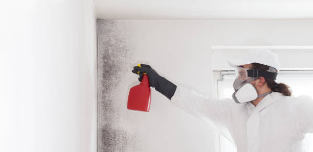 Best Commercial Mold Removal  in Zeeland, MI