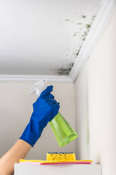 Best Mold Cleaning Services  in Zeeland, MI